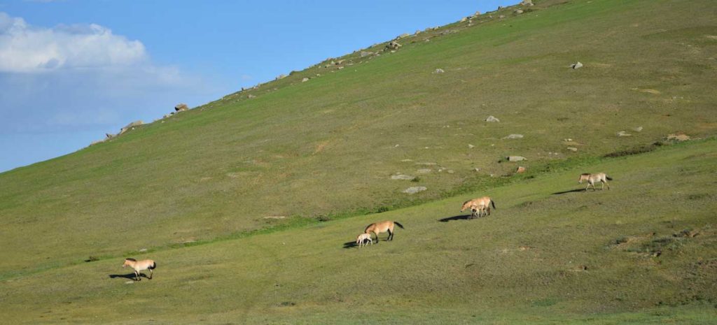 Mongolische Steppe